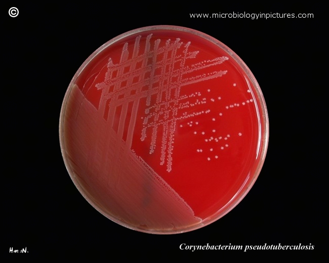Corynebacterium pseudotuberculosis on blood agar plate Corynebacterium pseudotuberculosis in Petri dish with blood agar